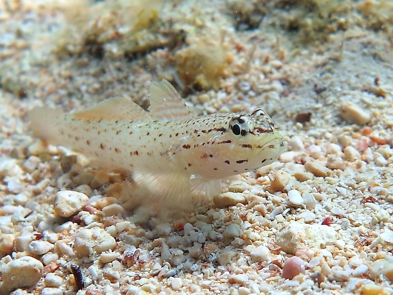 Gobius incognitus (M. Kovacic and R. anda, 2016) vs. Gobius bucchichi (Steindachner,1870)